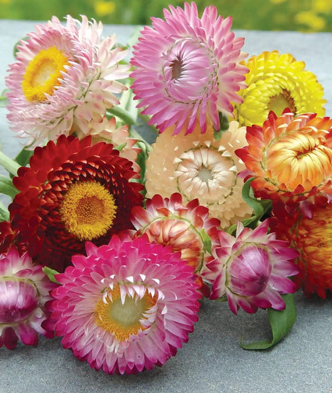 Tall Mixed Colors Strawflower Seeds 750 Seed Packet For Gardeners, showing vibrant rainbow double blooms on a gray surface.