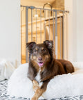 Dog in front of extra tall walk-through pet gate with small pet door expands from 29 to 36.5 inches wide stands 36 inches high