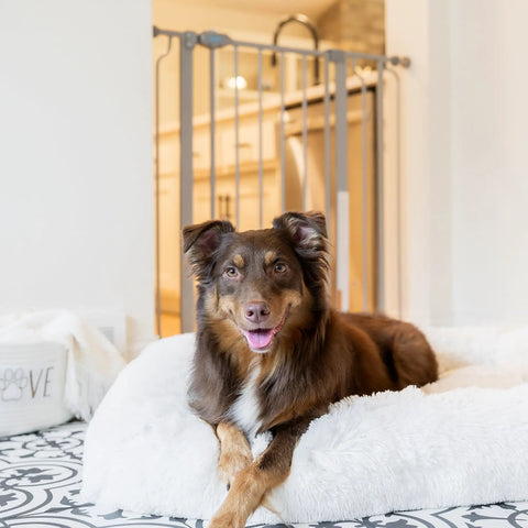 Dog in front of extra tall walk-through pet gate with small pet door expands from 29 to 36.5 inches wide stands 36 inches high