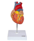 Life Size Human Heart Model Hands On With 34 Labeled Structures And Two Part Magnetic Design Mounted On Base Includes Anatomy Study Manual For Medical Students And Educational Labs