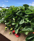 Strawberry plants growing with 4 By 100 Feet Biodegradable Paper Weed Barrier for Landscaping in garden