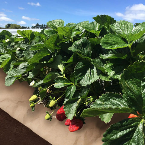 Strawberry plants growing with 4 By 100 Feet Biodegradable Paper Weed Barrier for Landscaping in garden