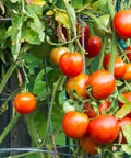 Tomato plants supported by 25 Pack 58 Inch Steel Garden Stakes With Plastic Coating For Climbing Plants And Tomatoes