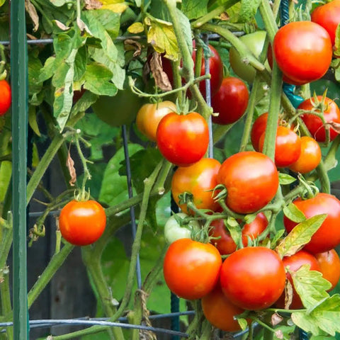 Tomato plants supported by 25 Pack 58 Inch Steel Garden Stakes With Plastic Coating For Climbing Plants And Tomatoes