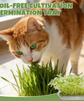 2-Tier Stainless Steel Seed Sprouter Trays Kit With Lids And Mesh Pads for sprouts with a cat nibbling wheatgrass