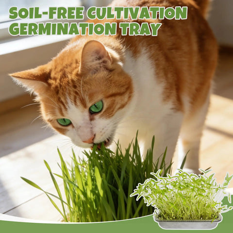 2-Tier Stainless Steel Seed Sprouter Trays Kit With Lids And Mesh Pads for sprouts with a cat nibbling wheatgrass