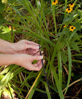 Hands installing a Universal 1/4 Inch Barbed Tee Fitting for Drip Irrigation in a garden with blooming flowers.