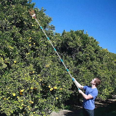 Person using 8 Foot Fruit Picker With Basket And Adjustable Stainless Steel Handle Lightweight Tree Fruit Grabber For Apple Mango Avocado Orange Lemon Easy Assembly No Ladder Needed For Tall Trees in orchard.