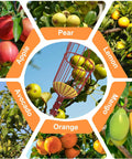 36 Foot Reach Fruit Picker Pole with Basket Telescoping Extension for Apple Orange Lemon Mango Avocado Tree Picking Durable Aluminum Design