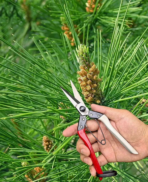 Hand holding Super Sharp Double Edge Micro Tip Pruning Shears That Handle Gardening Chores With Ease Extra Heavy Straight Blades