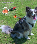Dog secured with Heavy Duty Dog Stake For Large Dogs Up To 350 Lb Tie Out With Steel Wire And Buffer Rope Ground Anchor 17 Inch