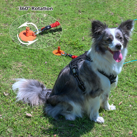 Dog secured with Heavy Duty Dog Stake For Large Dogs Up To 350 Lb Tie Out With Steel Wire And Buffer Rope Ground Anchor 17 Inch