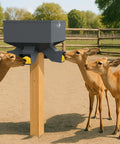 Three deer feeding from Heavy Duty Gravity Deer Feeder Rock Solid 80 Pound Capacity Automatic Hunting Box in a natural setting.