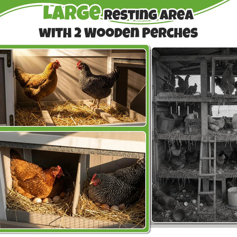 78 Inch Mobile Chicken Coop With Wheels For Easy Backyard Flock Inside View Showing Nesting Boxes and Perches for Chickens