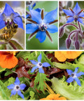 Borage Seeds For Planting Blue And White Star Flowers Non GMO Heirloom And Untreated Garden Seeds For Indoors Or Outdoors Use Easy To Grow And Self Seed Pollinator Friendly 2 Packets