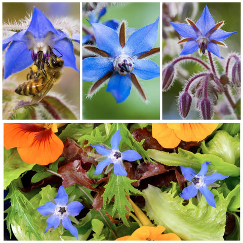 Borage Seeds For Planting Blue And White Star Flowers Non GMO Heirloom And Untreated Garden Seeds For Indoors Or Outdoors Use Easy To Grow And Self Seed Pollinator Friendly 2 Packets