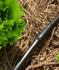 Drip Irrigation Tubing With Built In Emitters One Quarter Inch 100 Ft Roll Six Inch Emitter Spacing near green lettuce in garden