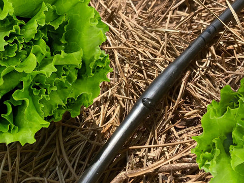 Drip Irrigation Tubing With Built In Emitters One Quarter Inch 100 Ft Roll Six Inch Emitter Spacing near green lettuce in garden
