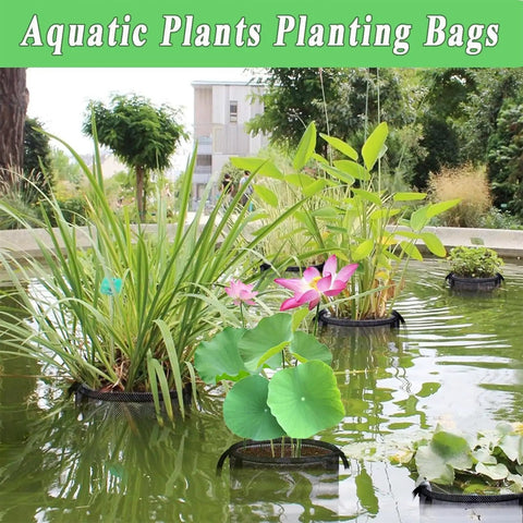 Aquatic plants in mesh baskets floating in outdoor pond