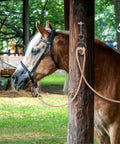 Horse tied using Blocker Tie Ring For Horses Sturdy Stainless Steel Horse Tie Ring To Prevent Pulling Back in a grooming area