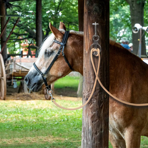 Horse tied using Blocker Tie Ring For Horses Sturdy Stainless Steel Horse Tie Ring To Prevent Pulling Back in a grooming area