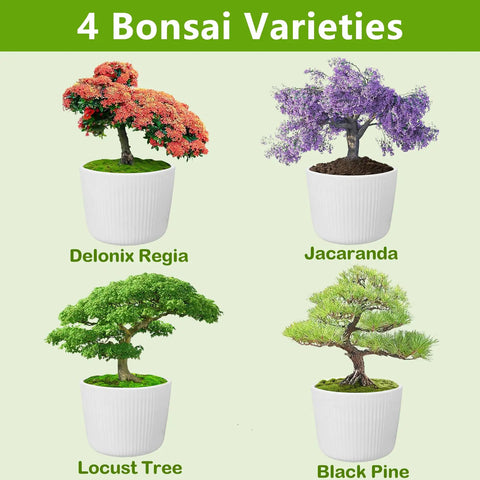 Beginner Friendly Bonsai Starter Kit for Indoor Spaces ✓