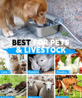 Golden retriever drinking from Heavy Duty Automatic Dog Water Dispenser And 2 Gallon Tough As Nails Stainless Steel Pet Water Bowl For Yard Or Barn With Quick Faucet Hook Up And Stable Base.