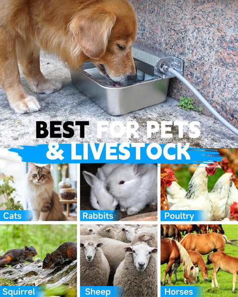 Golden retriever drinking from Heavy Duty Automatic Dog Water Dispenser And 2 Gallon Tough As Nails Stainless Steel Pet Water Bowl For Yard Or Barn With Quick Faucet Hook Up And Stable Base.
