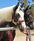 Two horses tied with Breakaway Horse Tie For Safe Tie Outs No Slip Quick Release Under Heavy Pull Portable Reusable Clip