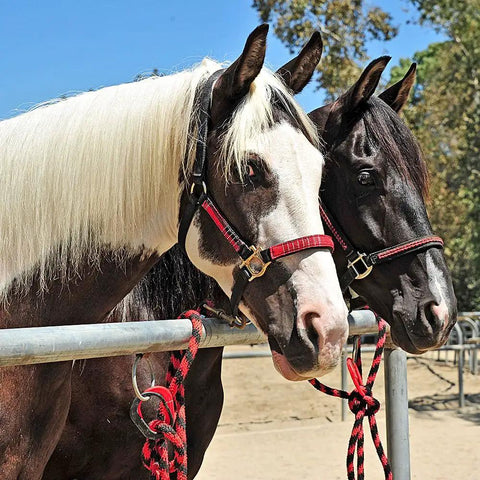 Two horses tied with Breakaway Horse Tie For Safe Tie Outs No Slip Quick Release Under Heavy Pull Portable Reusable Clip
