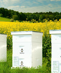 Newest Windows 8 Frame Beehive Kit Hand Painted Includes Unassembled Hive Box With Beehive Frames And Foundations Two Deep