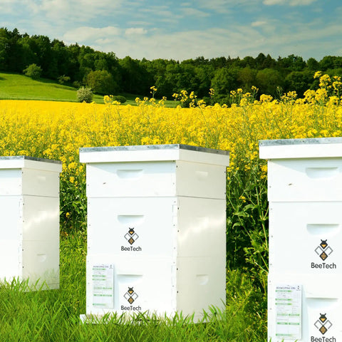 Newest Windows 8 Frame Beehive Kit Hand Painted Includes Unassembled Hive Box With Beehive Frames And Foundations Two Deep