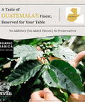 Close-up of hands inspecting organic arabica coffee beans on a plant, with Guatemalan map and text emphasizing no additives.