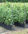 Garden with rows of tomato plants supported by 6300 Ft Tomato Twine For Trellising Gardens Heavy Duty Poly Garden String UV Resistant.