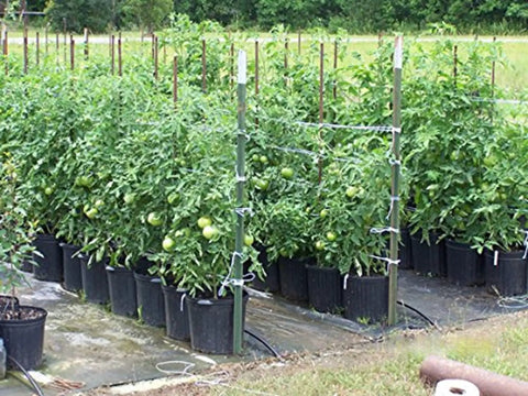 Garden with rows of tomato plants supported by 6300 Ft Tomato Twine For Trellising Gardens Heavy Duty Poly Garden String UV Resistant.