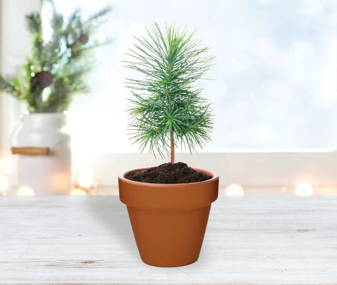 Spruce Terracotta Mini Grow Pots Indoor Tree Starter Kit 20 Pack DIY Planting Kit To Grow Tiny Spruce Trees For Home Gardening