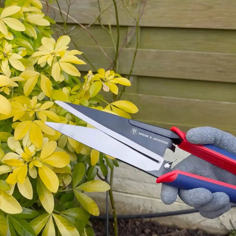 Razorsharp Topiary Shears Pro Grade For Pruning And Shaping Garden Plants shown trimming yellow foliage with soft grip handles
