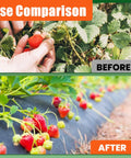 Tough As Nails Heavy Duty Woven Weed Barrier Fabric Ground Cover Mat in use, comparison of strawberry plants before and after use