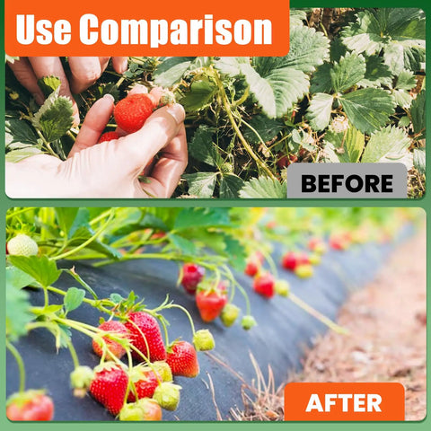 Tough As Nails Heavy Duty Woven Weed Barrier Fabric Ground Cover Mat in use, comparison of strawberry plants before and after use