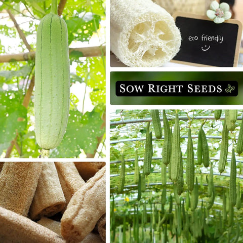 Luffa Gourd Seeds For Planting Non GMO Heirloom Pack Grow Your Own Loofah Sponge At Home Easy To Grow Garden Seed Packet With Clear Planting Guide And Edible Young Fruit Potential