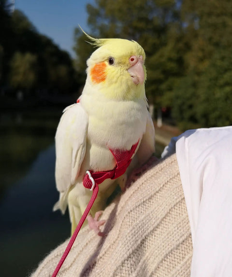 Cockatiel wearing Adjustable Bird Harness With 80 Inch Leash For Parrots And Cockatiels, Outdoor Flying Kit, Small Size, Burgundy Red