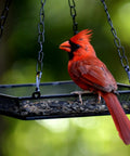 Hanging Bird Feeder Tray with Metal Mesh Platform for Outdoor Bird Feeding in the Backyard, Durable Rust Free Design