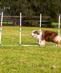 Dog weaving through poles in the Dog Agility Starter Set With Hoop Jump, Weave Poles, And Bar Jump For Backyard Training.