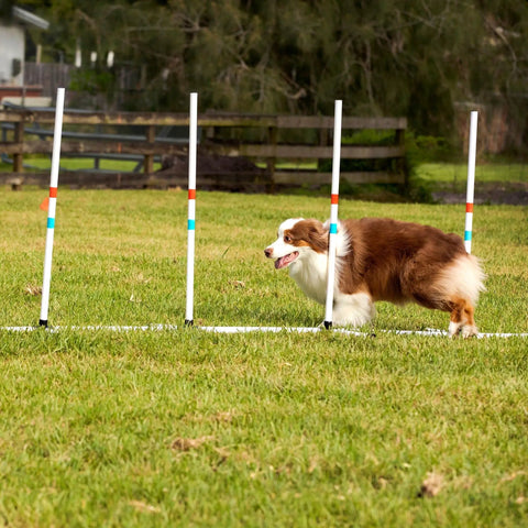 Dog weaving through poles in the Dog Agility Starter Set With Hoop Jump, Weave Poles, And Bar Jump For Backyard Training.
