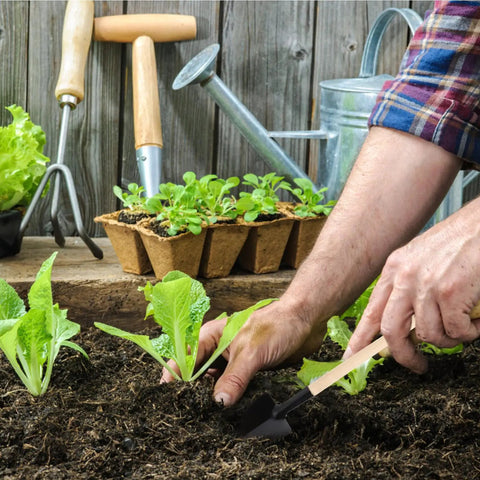 All In One Bonsai And Succulent Care Kit With Ergonomic Shovel And Scissors, Pouring Kettle, Seedling Tools For Indoor Potted Plants, Easy Transplanting, Pruning, Watering, And Plant Maintenance. gardener transplanting seedlings with hand tools