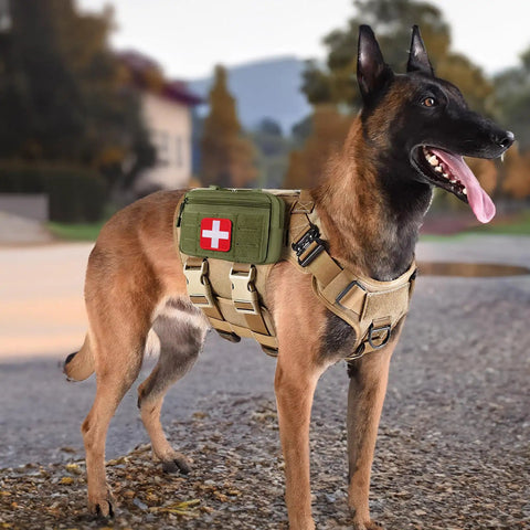 Dog wearing Laser Cut Molle Admin Pouch For EDC Gear, Army Green, attached with service harness, outdoor setting
