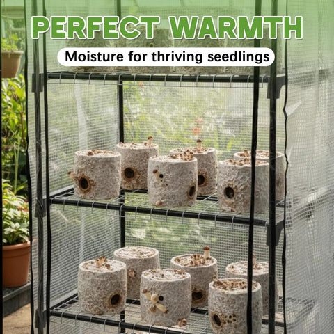 5 Tier Extra Tall Mushroom Grow Tent Kit With Light And Timer 80 By 19 By 27 Inch Greenhouse bearing mushroom seedlings inside.