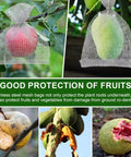 Fruit protected by mesh bags, demonstrating 3 Gallon Gopher And Mole Proof Wire Baskets 5 Pack Stainless Steel Underground Root Guard Mesh Baskets For Garden Beds Vegetables Fruits Berries Protection From Pests.