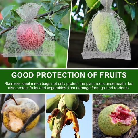Fruit protected by mesh bags, demonstrating 3 Gallon Gopher And Mole Proof Wire Baskets 5 Pack Stainless Steel Underground Root Guard Mesh Baskets For Garden Beds Vegetables Fruits Berries Protection From Pests.