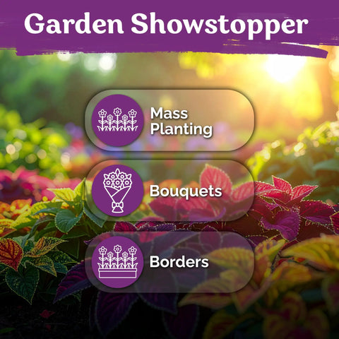 Rainbow Coleus Seeds For Planting Mix Non GMO Heirloom Garden Seeds For Outdoor And Indoor Use In Pots Borders And Patios With Vibrant Foliage In Magenta Green Yellow Red Pop Of Color